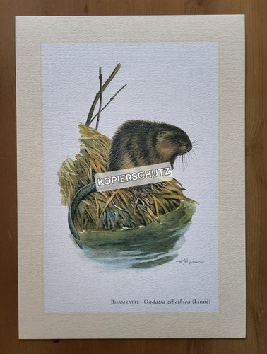 Topo bisamo stampa - topo, artistica